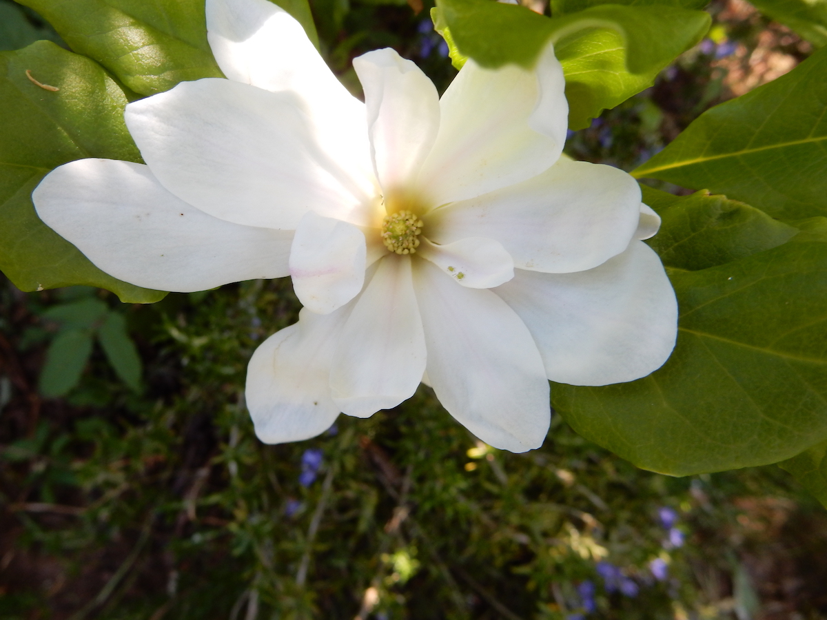 stellata